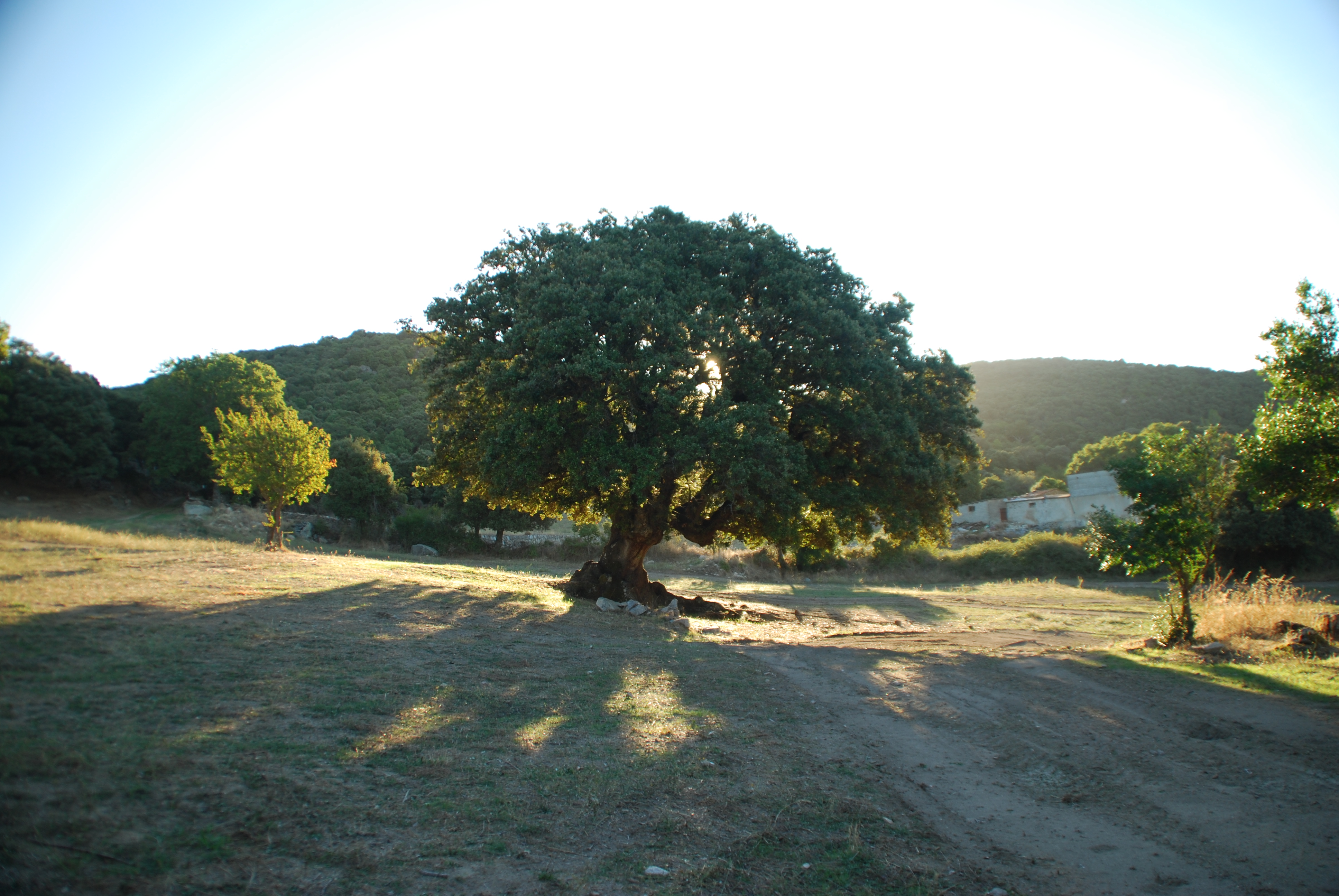 Angelo Puggioni BROUILLON