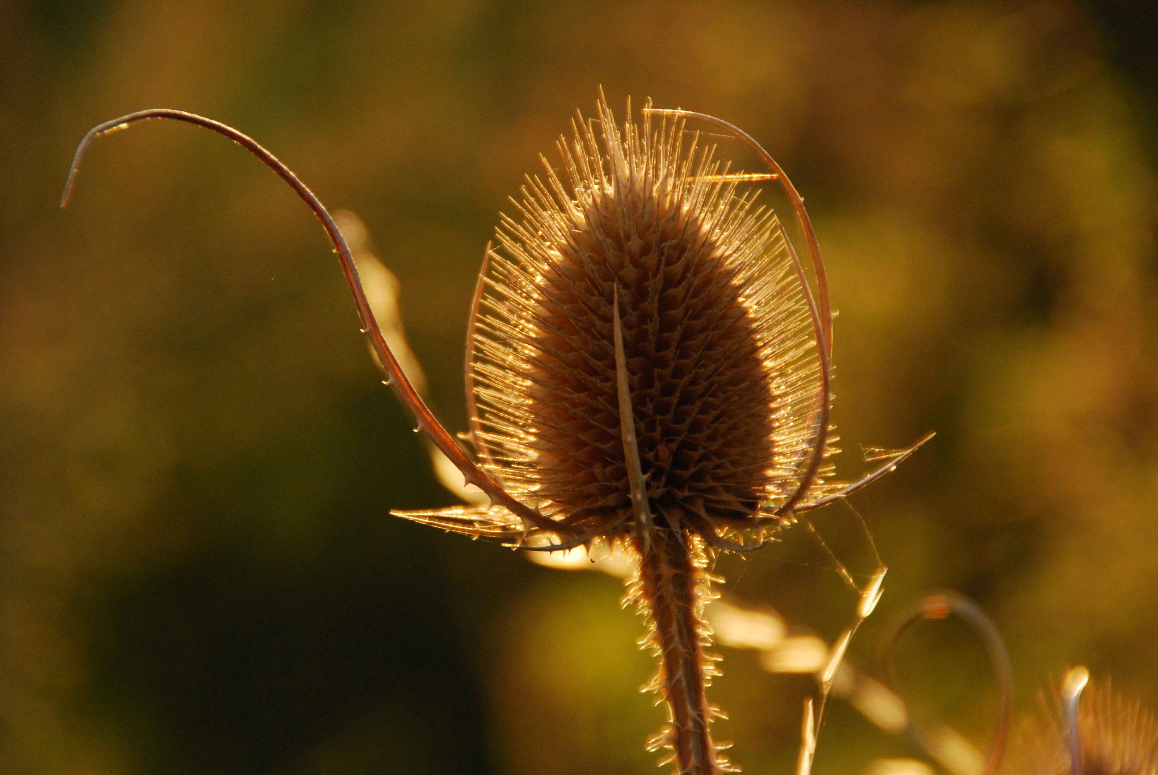 Angelo Puggioni BROUILLON
